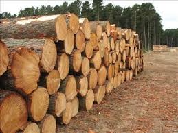 Timbers  Logs
